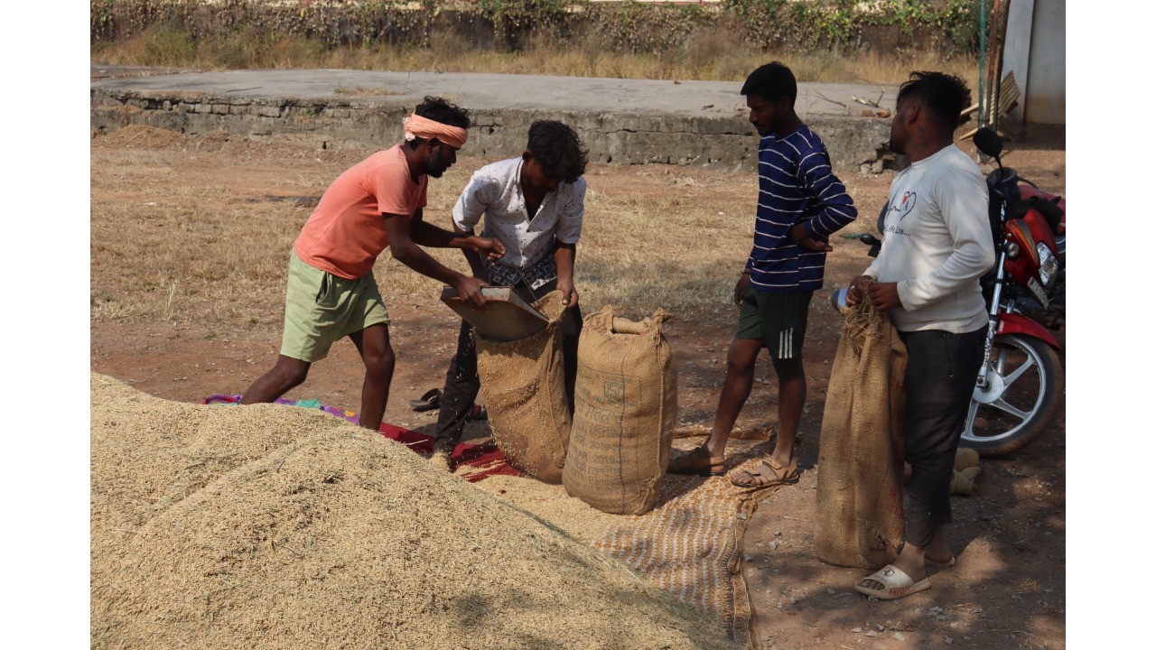 Paddy procurement at support price: So far, 95.6 quintals of paddy has been procured in the district.