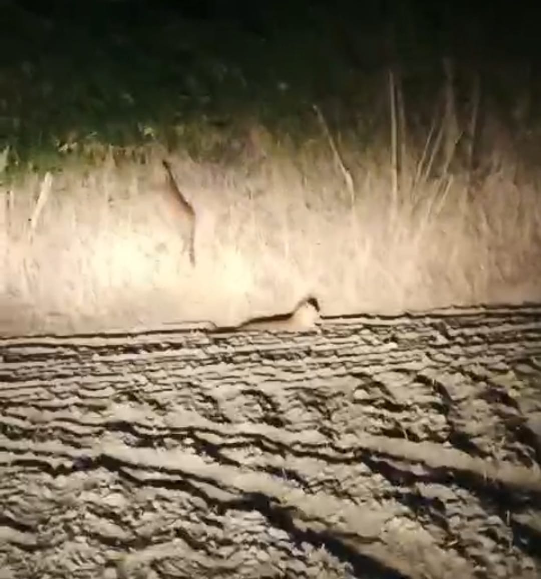 Two leopards spotted in Shyampur Jat village, villagers panicked