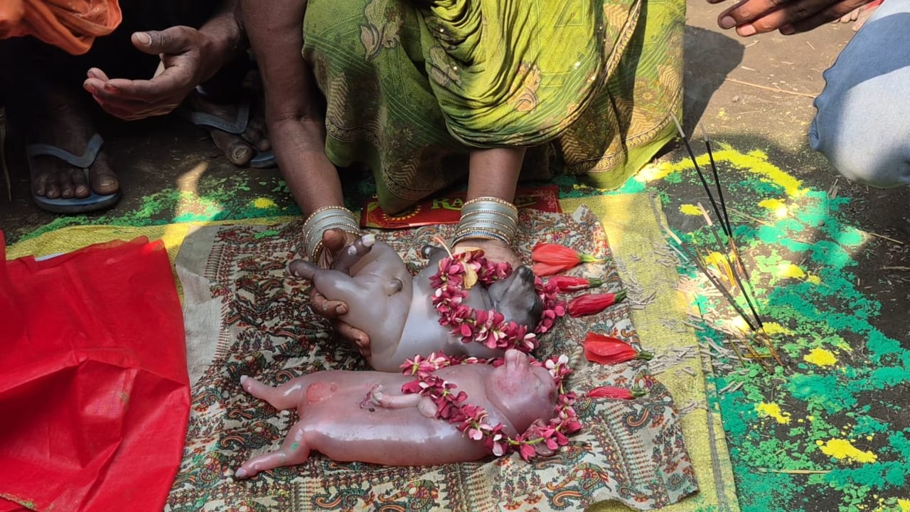 Goat gives birth to a rare and unusual baby