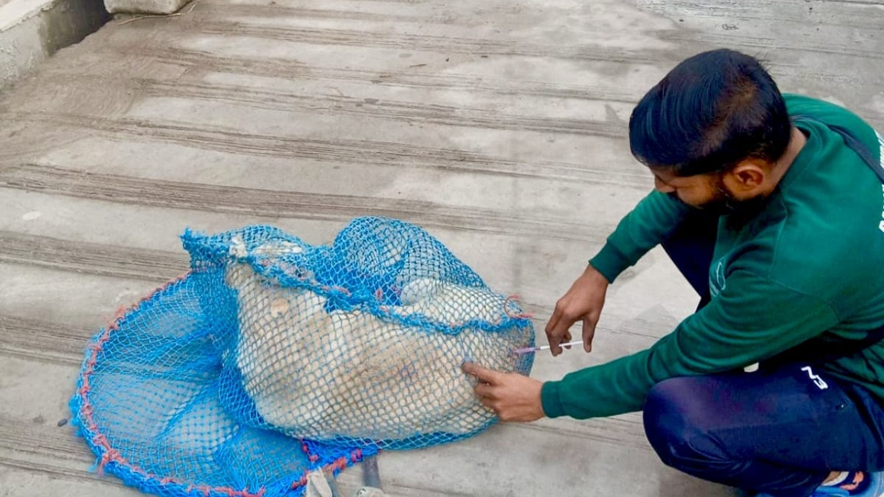 More than five thousand dogs in seven wards were vaccinated.