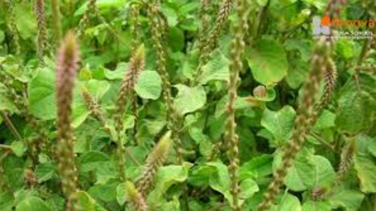Chirchita (Apamarg) - Natural remedy for increasing intelligence, speech and business